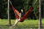 Canvas Hammock Single Double Outdoor Swing Ice Silk Mesh Adult and Children Anti-Rollover Indoor and Outdoor Glider