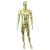 Electroplating Muscle Male Model Display Stand Men's Clothing Store Clothing Model Display Multi-Color Optional Factory Direct Sales