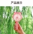 Stall Hand-Held Fan Cartoon Rechargeable Fan Mini Fan USB Fan Belt Light Portable