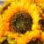 Ins wind simulation flowers DIY bunch of large sunflowers wedding home decoration landing flowers 7 bunches of sunflowers