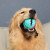 Pet supplies Dog Food qualification ball Bell Sound teeth cleaning Ball Molar Bite Training Dog Toys to the boredom Watermelon ball