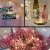 Light string Christmas button lights flowers cake colorful gift box star lights 2 meters copper wire LED lights string
