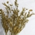 Christmas gold powder imitation plant cuttings European supplies