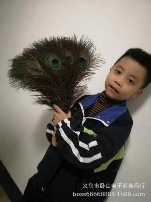 Factory Direct Sales of Natural Peacock Feather 50-60cm