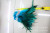 Factory Direct Sales of Natural Chicken Feather (Red Tip) 5-7 Inches