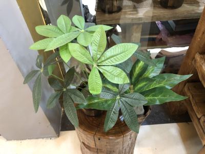 18 Small Trees Pachira Macrocarpa Loquat Leaf Emulational Greenery Bonsai