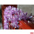 Bubble silk wool strip multicolor Christmas tree decoration holiday decoration quantity from the best