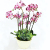 Phalaenopsis Potted Artificial Flower Bonsai Decoration Fake Flower Indoor Living Room Furnishings Orchid Plastic Flowers Decoration