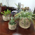 [Hemp pot] Jute succulent pot creative pot potted plant basket hemp pocket bag