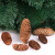 Christmas tree decorations white pine spruce natural pine cones