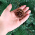 3-4cm natural primary color pine cone Christmas decorations pendant all natural pine cone Christmas supplies