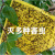 Insect Trap Board Sticky Card Yellow Board with Insect Rebounding to Kill Agricultural Vegetables and Flowers Pests