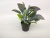 New Black Basin Green Leaf Emulational Plants and Flowers Bonsai Decoration