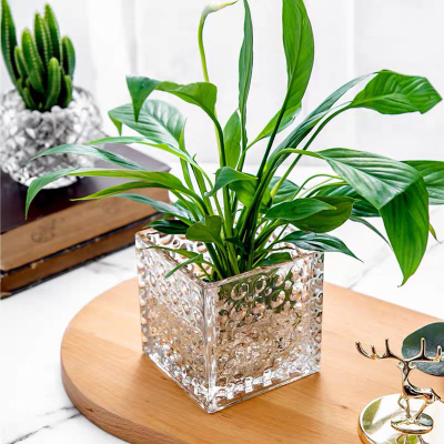 Glass Hydroponic Vase Container Hydrocotyle Plant Flower Pot Scindapsus Aureus Vase Transparent Living Room Flower Arrangement Crystal Square VAT