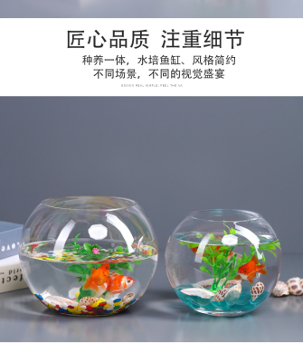 Small Fish Tank Thick Transparent Glass Vase Turtle Jar Living Room Home Desktop round Hydroponic Ornaments