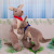 Factory Direct Sales Mother and Child Kangaroo Doll Plush Toys Cartoon Parent-Child Doll Children's Day Gift Can Be Customized Logo