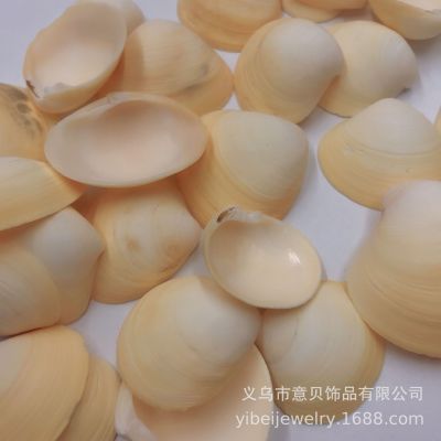 Egg Shell Natural Conch Small Shell Deck Layout Wall Sticker Decoration Creative Micro Landscape DIY Drift Bottle Material