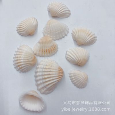 [Yibei] Pure White Non-Hole Edge Hole Clam Conch Coarse Grain Fine Grain Ornament Wind Chime Crafts Accessories