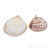 Shell Conch Electroplating Phnom Penh Conch Money Conch Shell Fairy Shell Conch Pendant Necklace Accessories