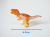 6cm Jurassic Mini Painted Dinosaur Solid PVC Simulation Model Tyrannosaurus Rex Hand-Made Toy Decoration Foreign Trade