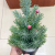 Christmas Decorations Desktop Potted Mini Christmas Tree Shopping Mall Hotel Party Ornaments Christmas Gifts