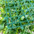 Emulational Lawn Encrypted Milan Lawn Flower Plastic Fake Lawn Artificial Turf Background Plant Wall Greening Decorative Wall