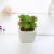 Creative Succulent Decoration Potted Home Indoor Living Room Fake Flower Bonsai Foreign Trade Valentine's Day Gift Simulation Plant
