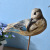 American Country Distressed Creative Bird Ornaments Home Decorations Couple Birds Wooden Craftwork Wholesale