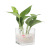 Factory Direct Sales Square Transparent Glass Vase Green Dill Hydroponics Flower Desktop Decoration Polka Dot Crystal Square VAT