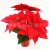 Amazon Christmas Potted Flannel Christmas Flower Ornaments Christmas Decorations Gift Flower Poinsettia Fake Flower Silk Flower