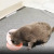 New Cat Bowl Dog Bowl Non-Slip Wear-Resistant Bulldog Bowl Any Adjustment Angle Slow Feeding Bowl Pet Bowl
