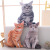 Graphic Customization Foreign Trade Export Creative Cat Printing Animal Bolster Cat Home Plush Toy Comfort Doll