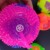 7.5 Luminous Fish Ball Squeeze Massage Ball Squeeze and Sound Colorful Elastic Ball Sound Band Whistle Jumping Ball Manufacturer