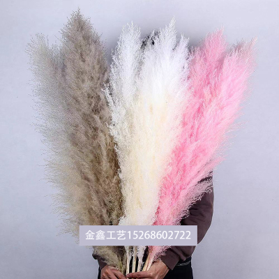  Wedding Special Pampas Grass Decor Large Size Fluffy Feather Home Decoration Plants Natural White Dried Flowers