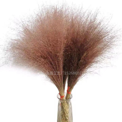 Dried Flower Bunny Tail Natural Plants Floral Rabbit Grass Natural Dried Flowers Bouquet for Home Wedding Decoration