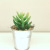 Mini Succulent Simulation Plant Micro Landscape Iron Bucket Bonsai Decoration Gift Home Study Office Decoration