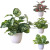  Ins Simulation Plant Ornamental Flower Wind Small Ornaments Living Room Desktop Potted Home Indoor Fake  Plant Bonsai