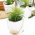 Simulation Multi-Meat Potted Plant Plant Home Office Dining Room and Study Room Decorations English Ceramic Potted Plant
