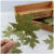 Natural Ginkgo Leaf Maple Leaf Dry Leaves Bookmark Greeting Card Children DIY Material Fresh Shooting Props Real Leaves