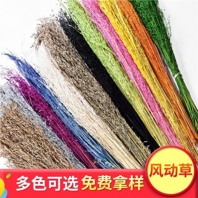 Star Grass Wind Grass Natural Dried Flower Wholesale Photography Props DIY Ornament Accessories Photo Frame Oil Painting Background Material