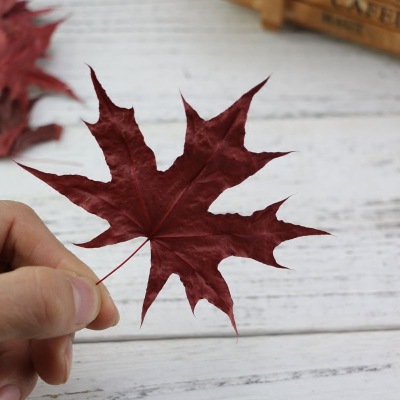 Natural Ginkgo Leaf Maple Leaf Dry Leaves Bookmark Greeting Card Children DIY Material Fresh Shooting Props Real Leaves