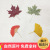 Natural Ginkgo Leaf Maple Leaf Dry Leaves Bookmark Greeting Card Children DIY Material Fresh Shooting Props Real Leaves