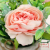 Decorative Light Luxury Artificial Flower Pot Nordic Living Room Artificial Flower Rose Bouquet Silk Flower Decoration Dining-Table Decoration Floral