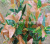 Simulation Leaf Shrub Green Plant Fake Leaves Olive Leaf Silk Flower Project DIY Background Ornament Furnishing Factory Wholesale