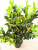 Artificial Silk Flower Plant Fake Trees Artificial Gold and Silver Flower Tree Double Flower Honeysuckle Flower and Leaf Plastic Flowers Bonsai Decoration Wholesale