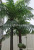 Simulation Fake Coconut Leaf Fruit Tree 2 Rod Combination Tropical Plant Coconut Fake Kwai Tree Leaf Artificial Leaf Tree Decoration Wholesale