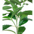 Fruit Models Leaves Plant Green Bar Leaf Oak Leaf Photography Background Leaves Screen Green View Home Decoration Sale