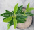 Simulation Tea Tree Fake Camellia Leaves Pot Maojian Tea Ground Bonsai Black Tea Green Camellia Decoration Engineering Wholesale