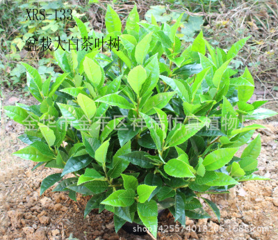 Simulation Plant White Tea Evergreen Fake Leaves Floor Bonsai Bonsai Engineering Shooting DIY Decoration Wholesale