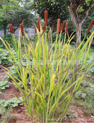 Simulated Leaves Plant Leaves Fragrant Cattail Leaves Spring and Autumn Color Optional Museum Botanical Garden Shooting Wholesale